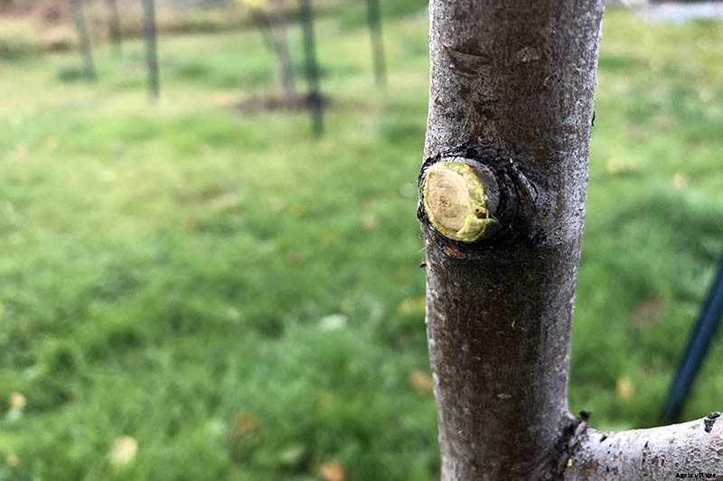 How and When to Prune Pear Trees