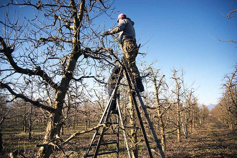 How and When to Prune Pear Trees