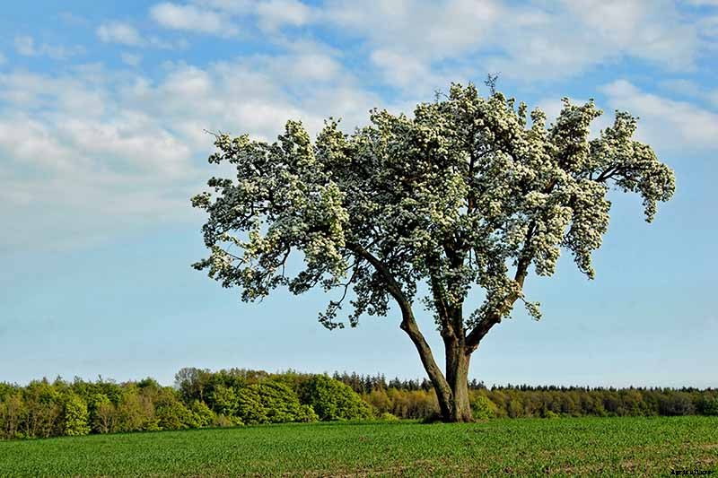 How and When to Prune Pear Trees