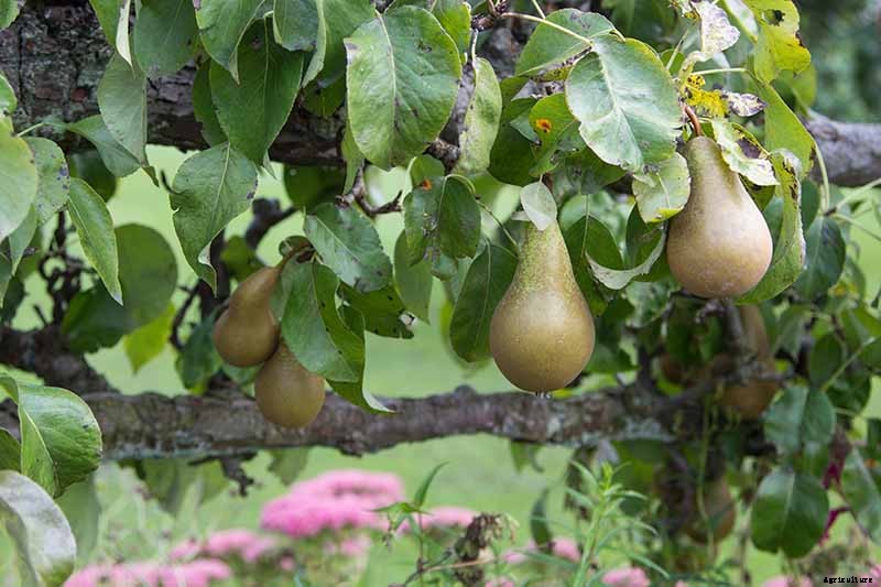 How and When to Prune Pear Trees