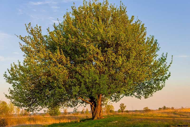 How and When to Prune Pear Trees