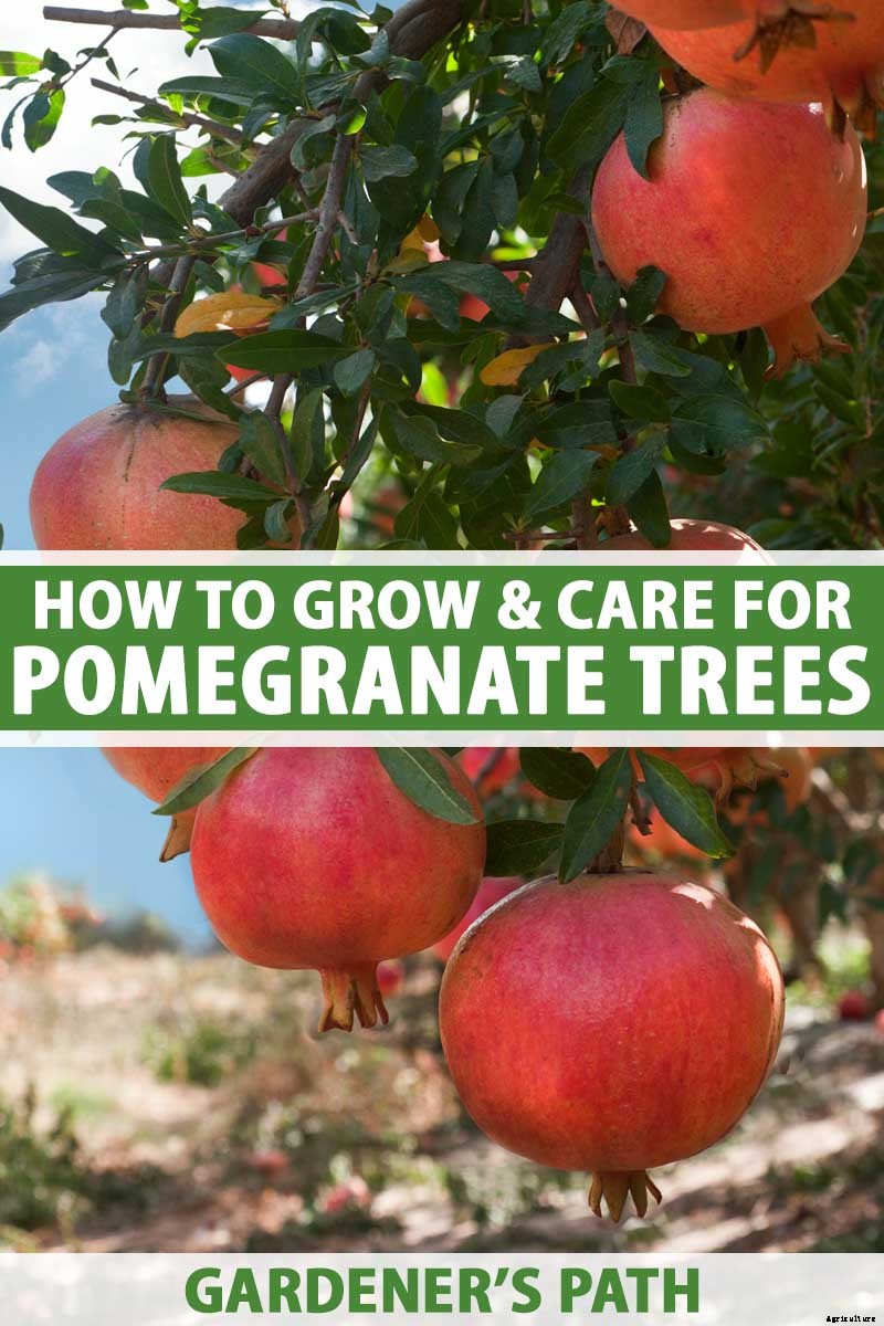How to Grow and Care for Pomegranate Trees
