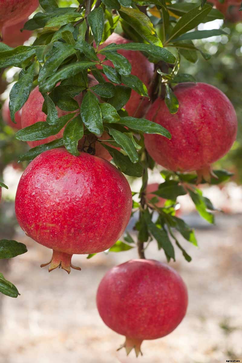 How to Grow and Care for Pomegranate Trees