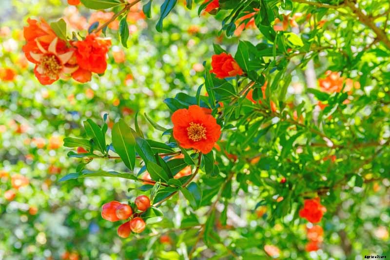 How to Grow and Care for Pomegranate Trees