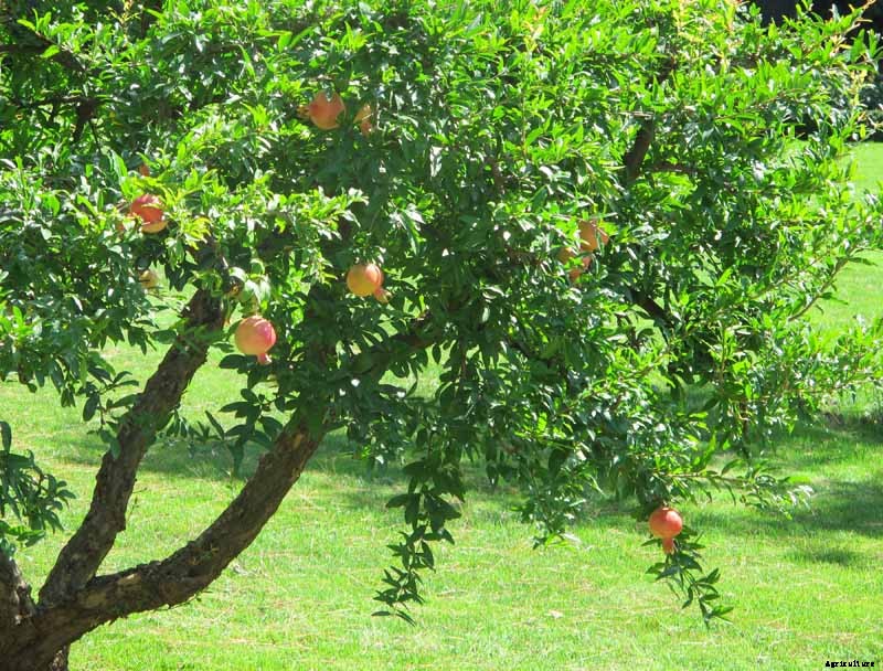 How to Grow and Care for Pomegranate Trees