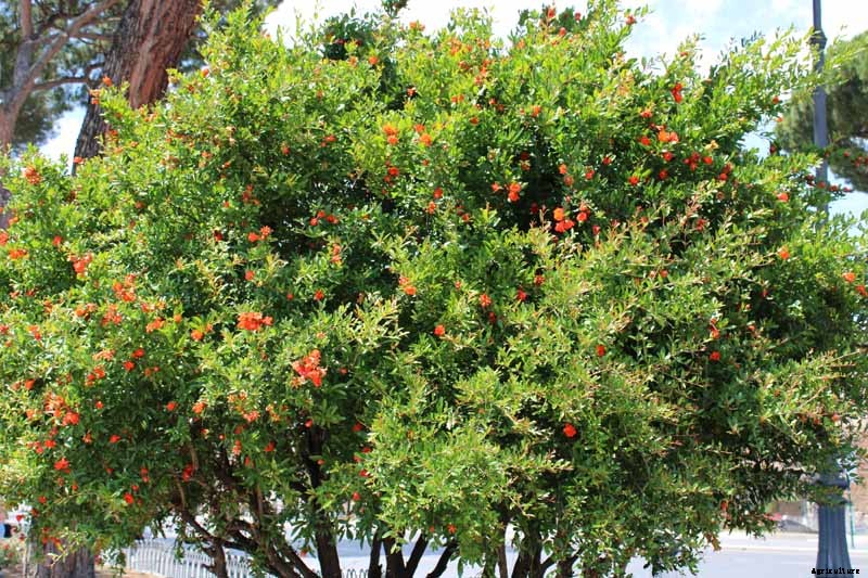 How to Grow and Care for Pomegranate Trees