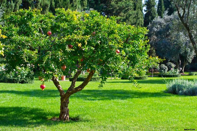 How to Grow and Care for Pomegranate Trees