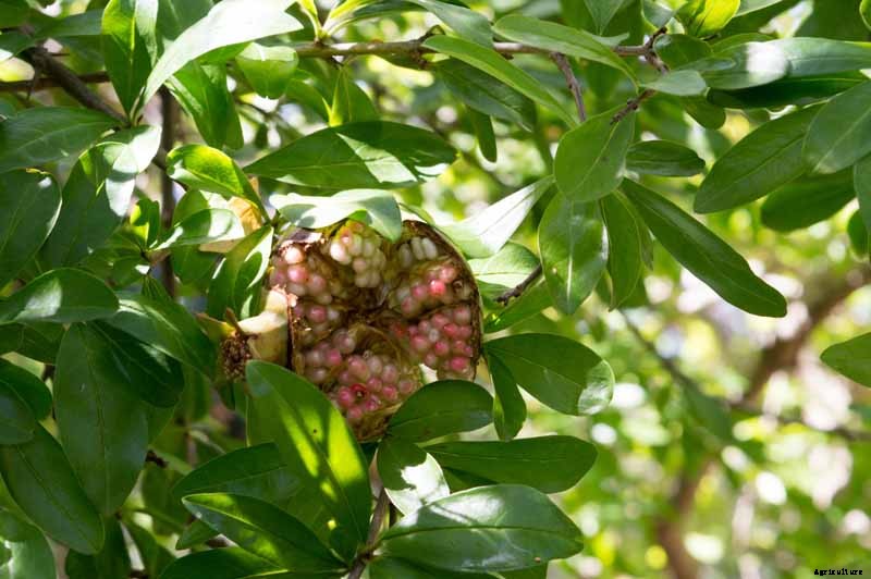 How to Grow and Care for Pomegranate Trees