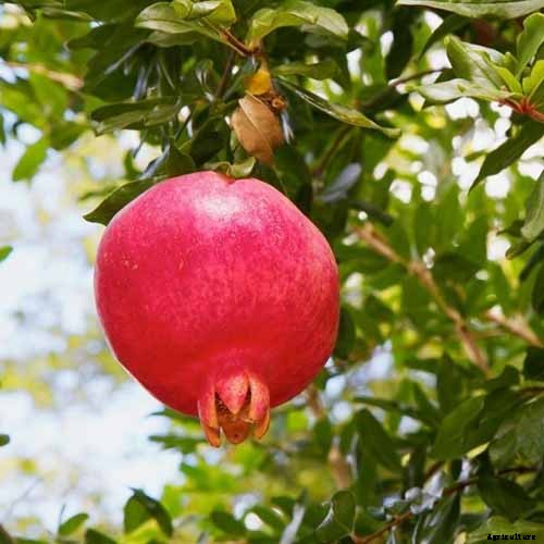 How to Grow and Care for Pomegranate Trees