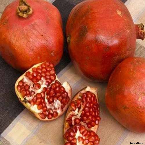 How to Grow and Care for Pomegranate Trees