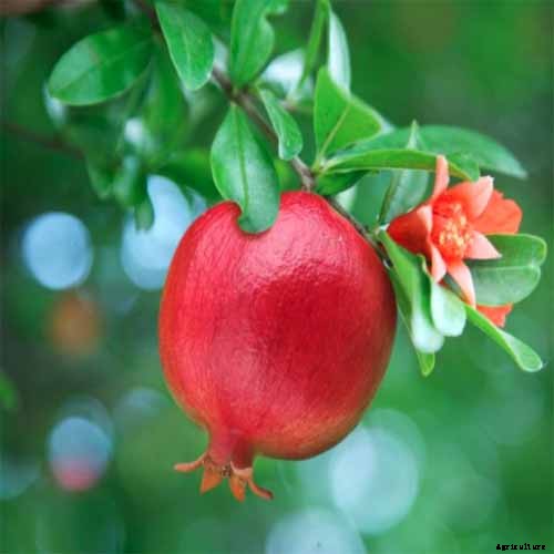 How to Grow and Care for Pomegranate Trees