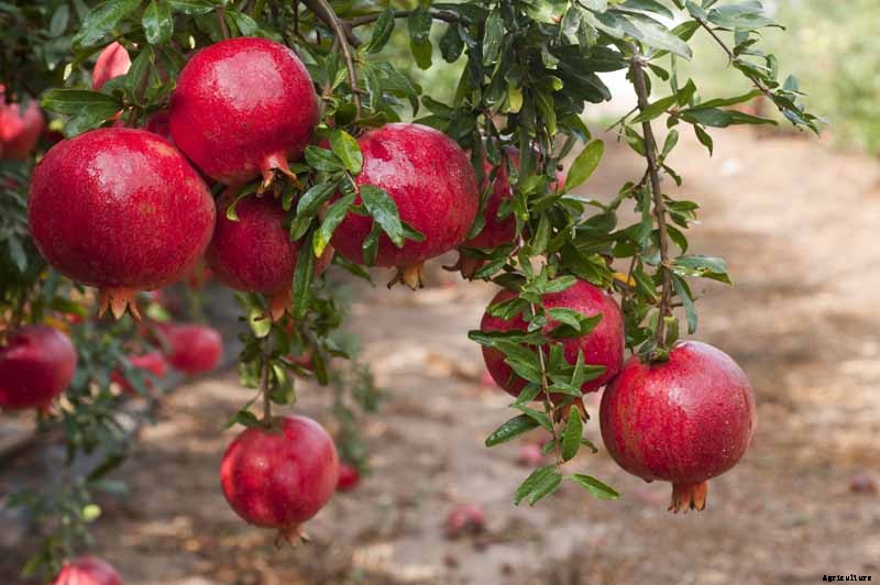 How to Grow and Care for Pomegranate Trees
