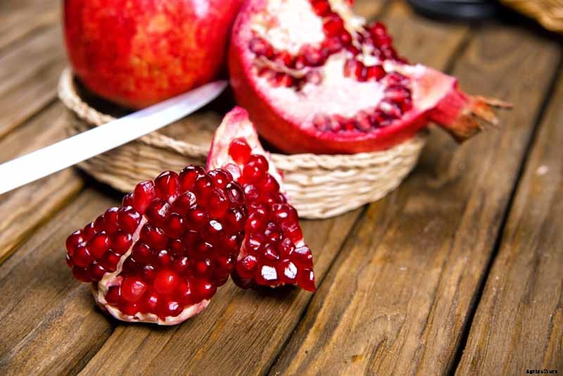 How to Grow and Care for Pomegranate Trees