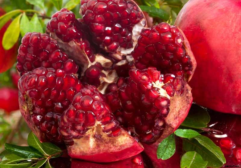 How to Grow and Care for Pomegranate Trees
