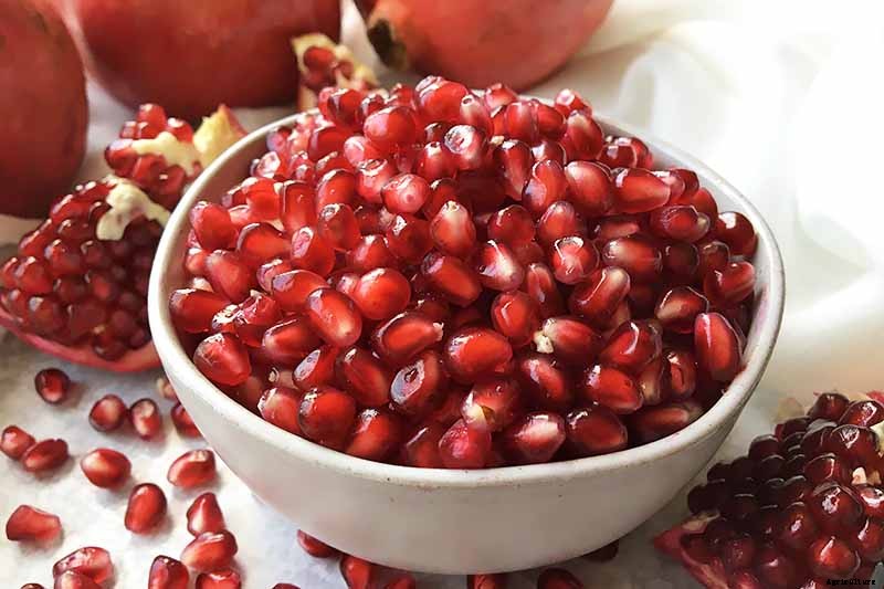 How to Grow and Care for Pomegranate Trees