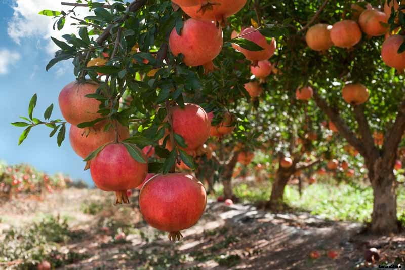 How to Grow and Care for Pomegranate Trees