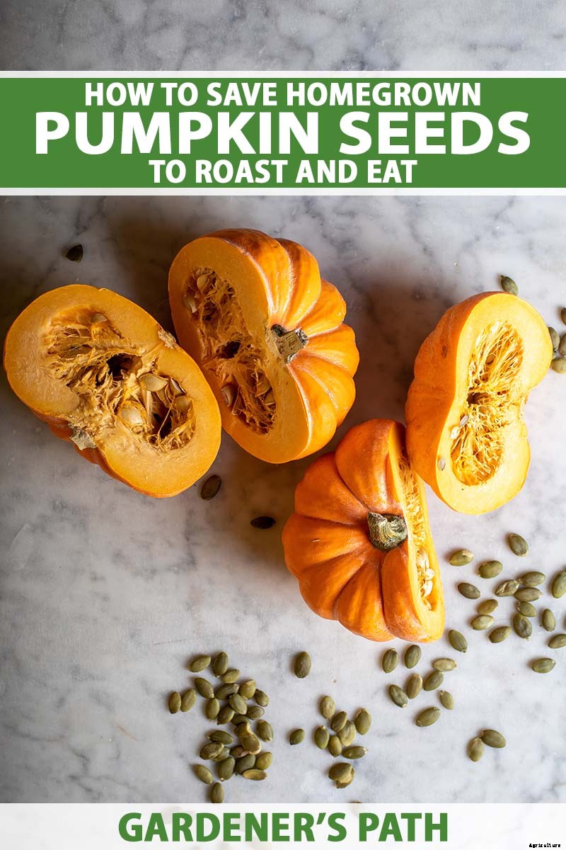 How to Save Pumpkin Seeds from Your Garden to Roast and Eat