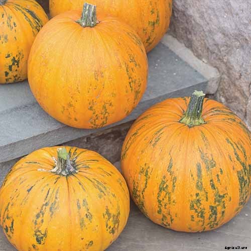 How to Save Pumpkin Seeds from Your Garden to Roast and Eat