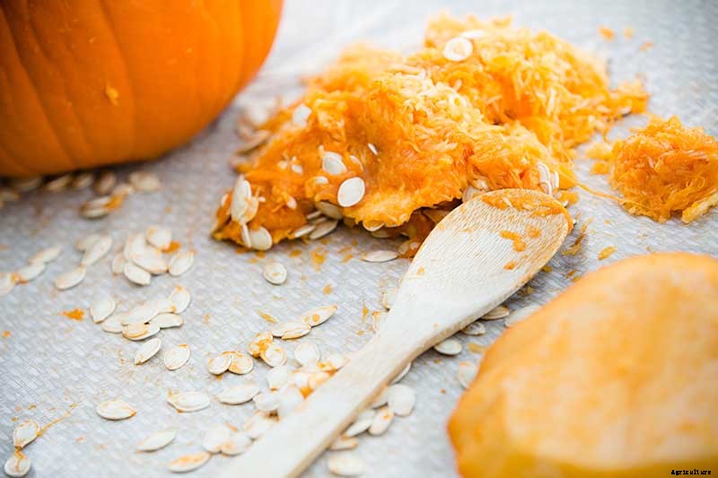 How to Save Pumpkin Seeds from Your Garden to Roast and Eat