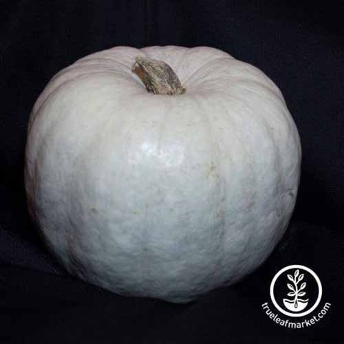 How to Save Pumpkin Seeds from Your Garden to Roast and Eat