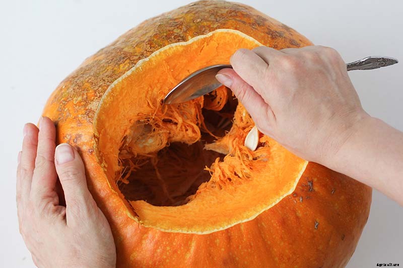 How to Save Pumpkin Seeds from Your Garden to Roast and Eat