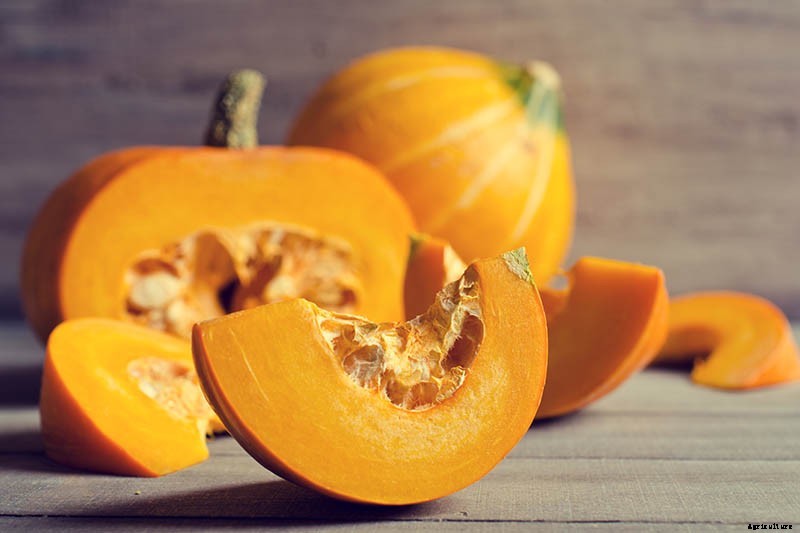 How to Save Pumpkin Seeds from Your Garden to Roast and Eat