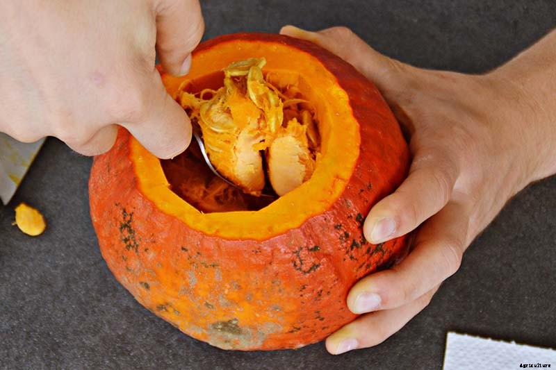 How to Save Pumpkin Seeds from Your Garden to Roast and Eat