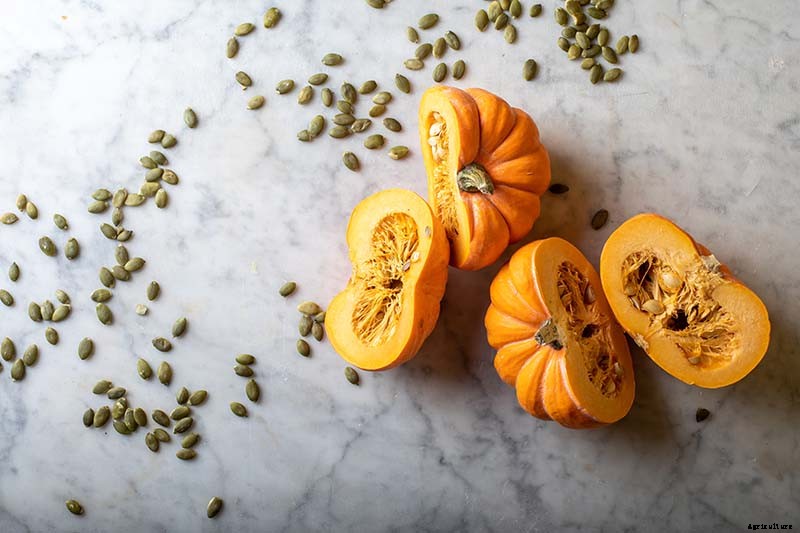 How to Save Pumpkin Seeds from Your Garden to Roast and Eat