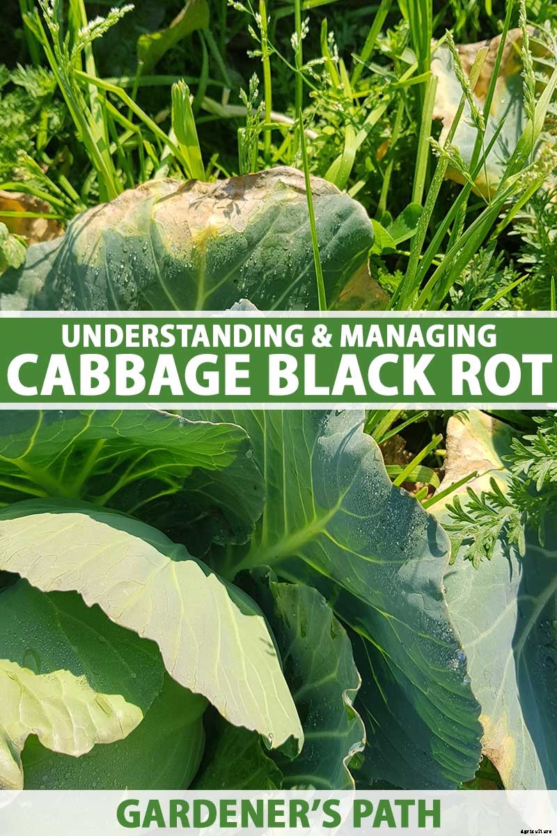 Understanding and Managing Cabbage Black Rot