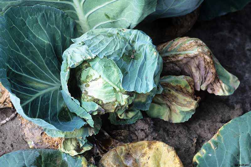 Understanding and Managing Cabbage Black Rot