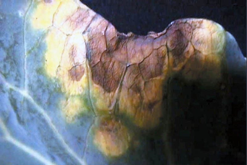 Understanding and Managing Cabbage Black Rot