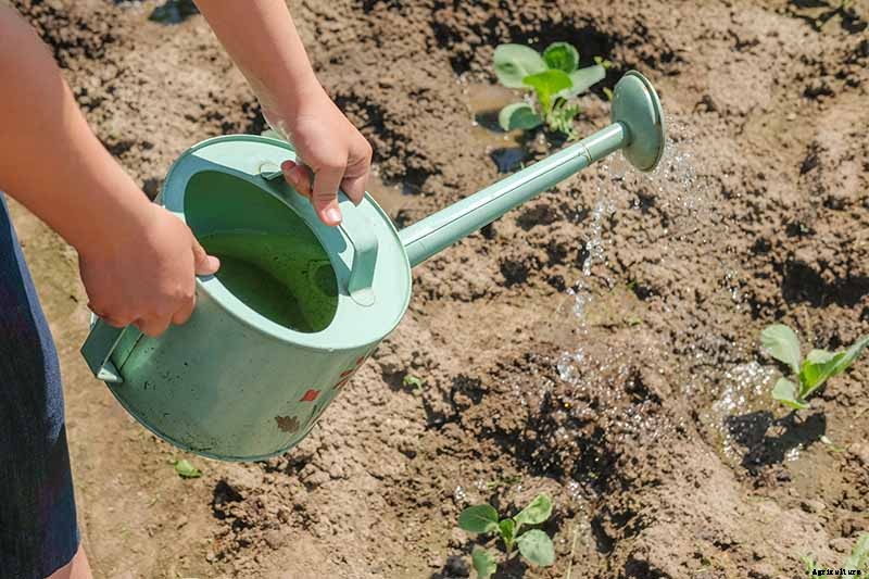 Understanding and Managing Cabbage Black Rot