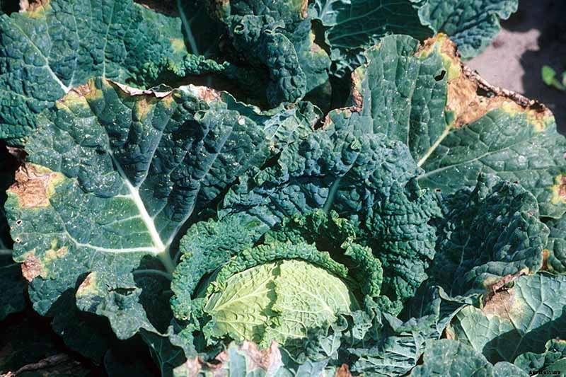 Understanding and Managing Cabbage Black Rot