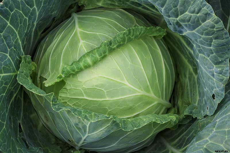 Understanding and Managing Cabbage Black Rot