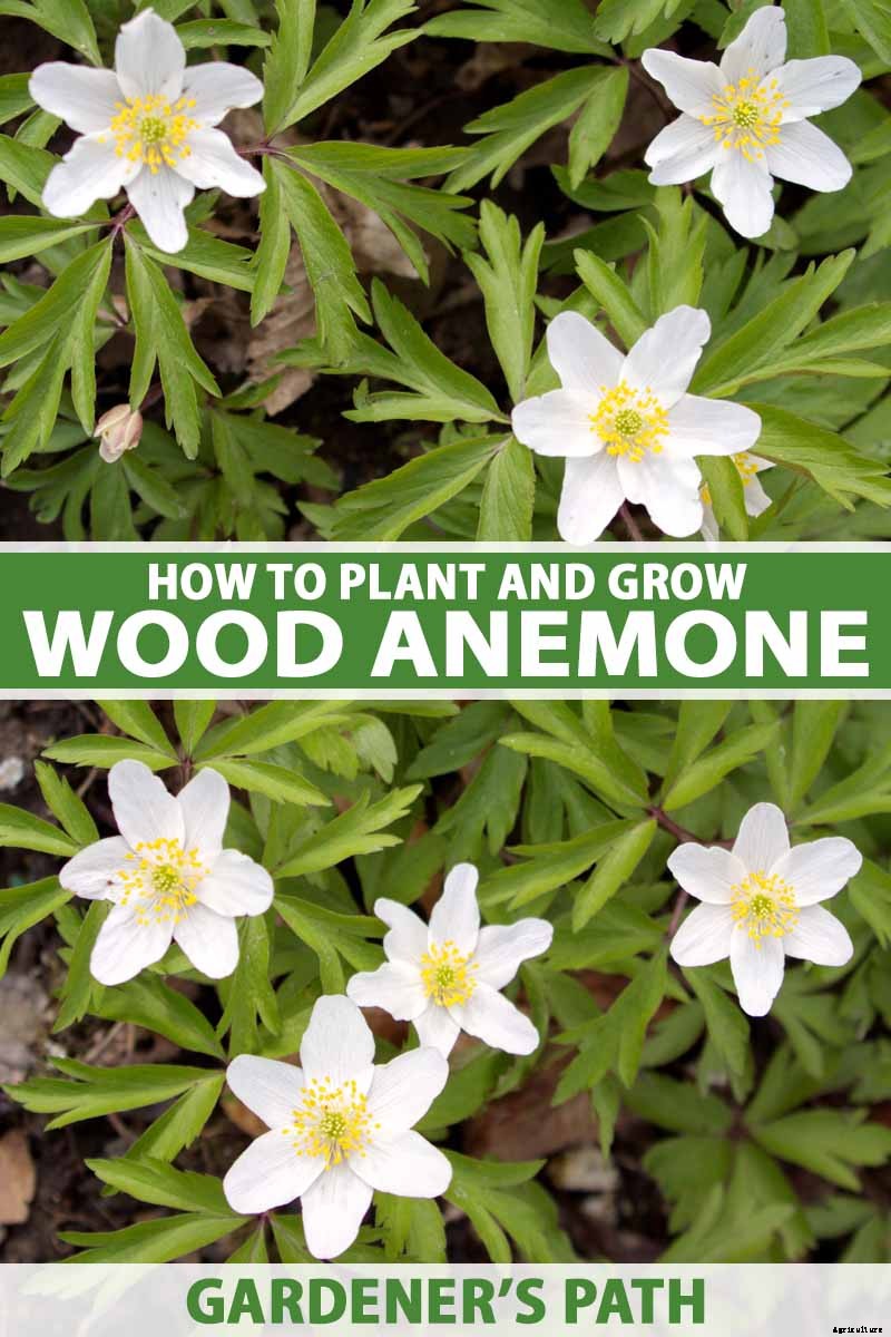 How to Grow Wood Anemone Flowers for Shady Areas