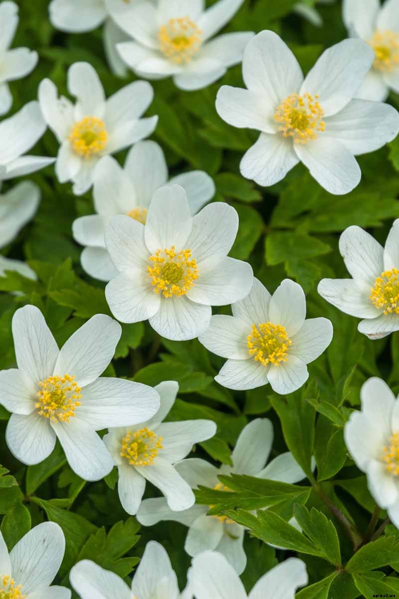 How to Grow Wood Anemone Flowers for Shady Areas