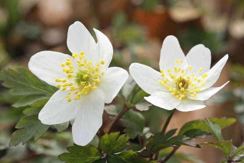 How to Grow Wood Anemone Flowers for Shady Areas