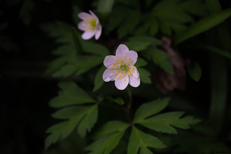 How to Grow Wood Anemone Flowers for Shady Areas