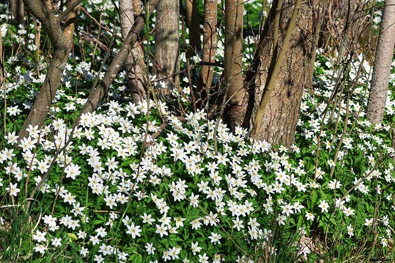 How to Grow Wood Anemone Flowers for Shady Areas