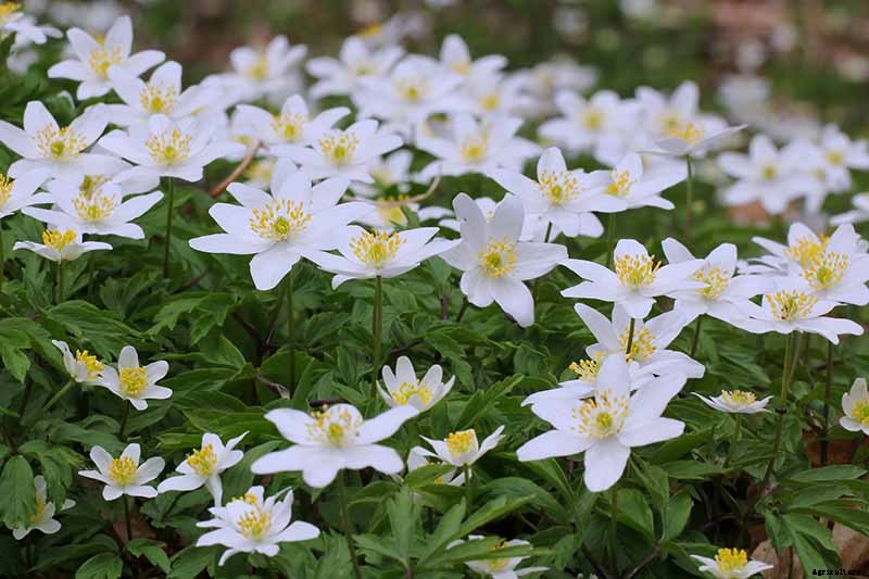 How to Grow Wood Anemone Flowers for Shady Areas