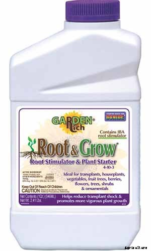 How to Grow Wood Anemone Flowers for Shady Areas