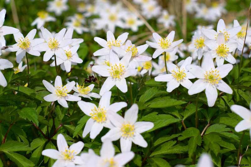 How to Grow Wood Anemone Flowers for Shady Areas