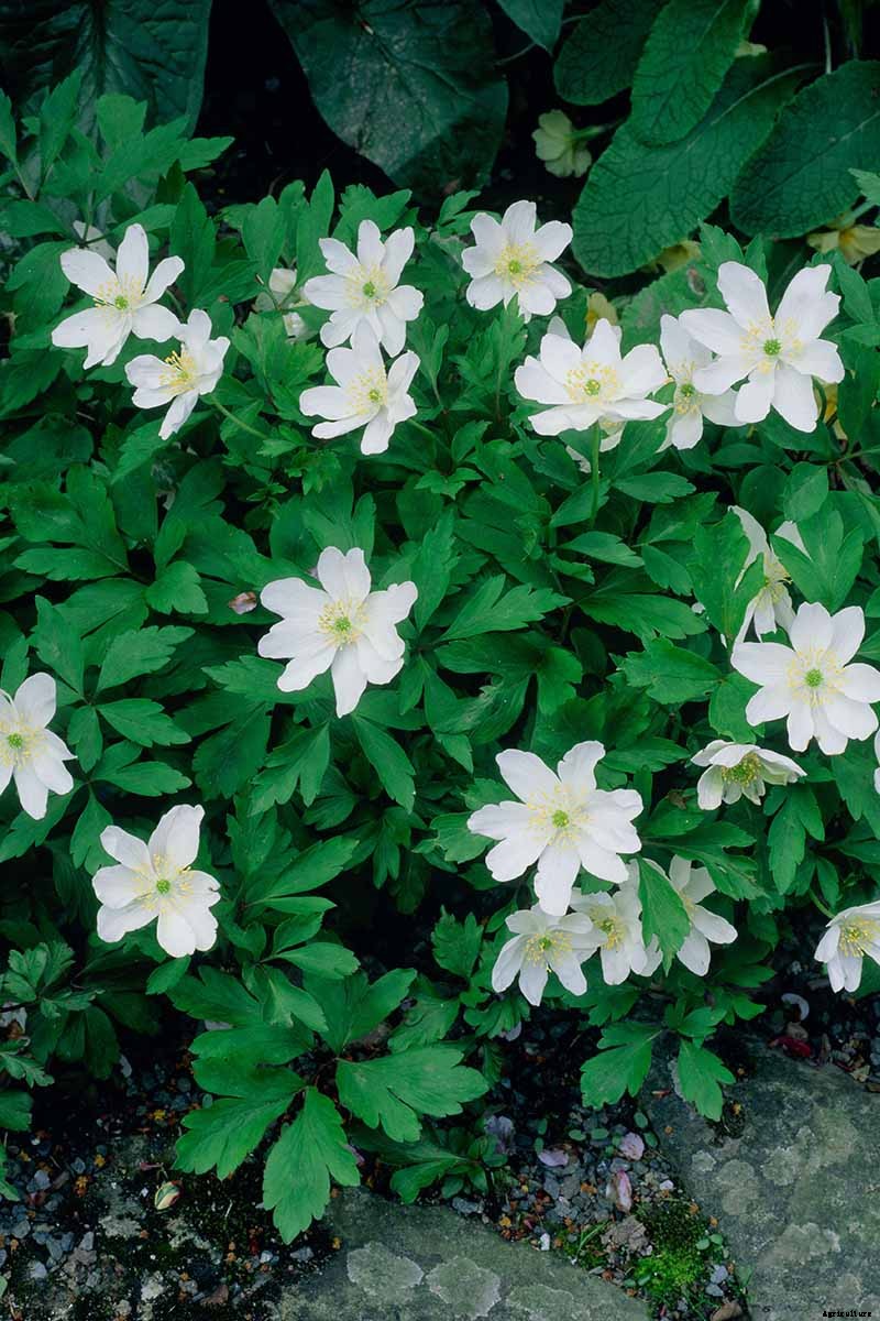How to Grow Wood Anemone Flowers for Shady Areas