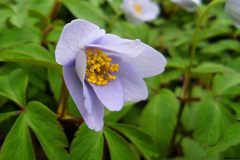 How to Grow Wood Anemone Flowers for Shady Areas
