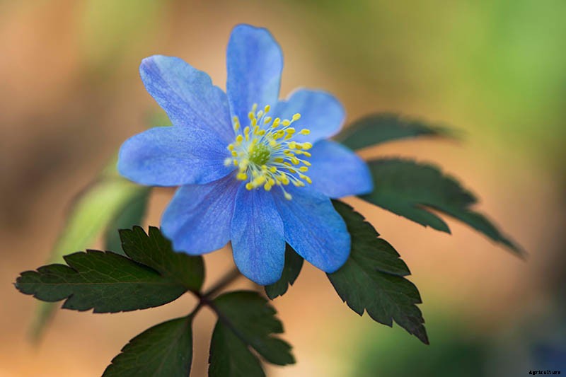 How to Grow Wood Anemone Flowers for Shady Areas