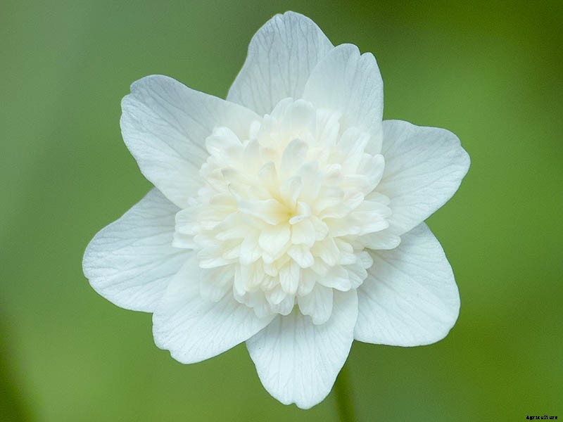How to Grow Wood Anemone Flowers for Shady Areas
