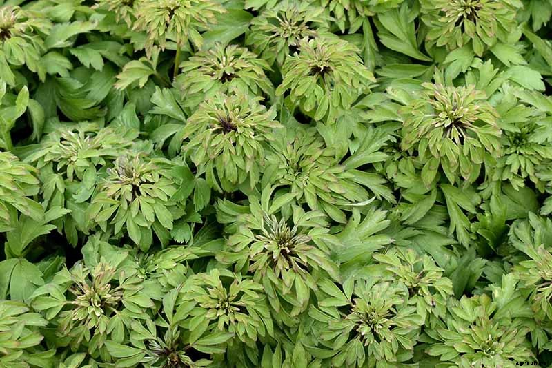 How to Grow Wood Anemone Flowers for Shady Areas