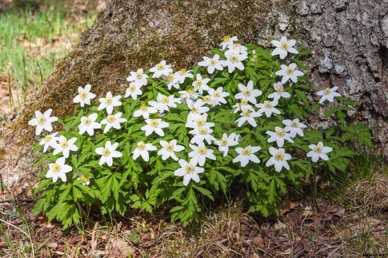 How to Grow Wood Anemone Flowers for Shady Areas