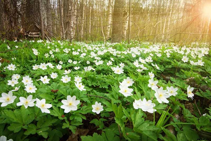 How to Grow Wood Anemone Flowers for Shady Areas