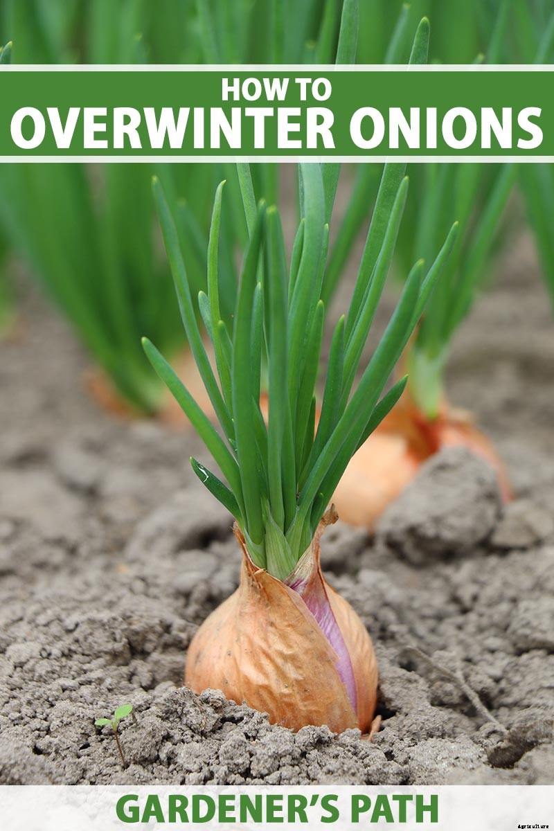 How to Overwinter Onions Planted in the Fall